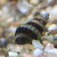 Assassin Snails