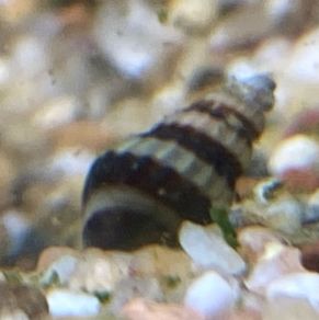 Assassin Snails