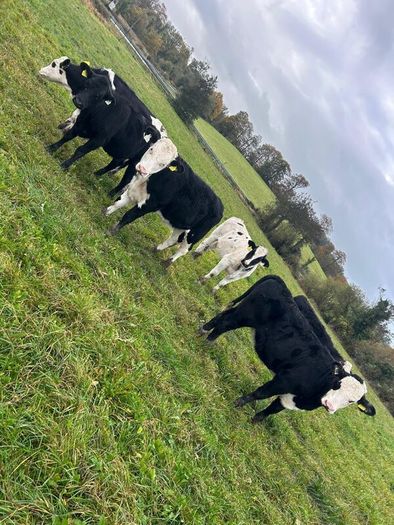 11 Super Heifer Calves