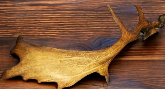 Antique antler