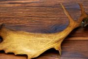 Antique antler