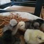 Usa Silkie Chicks Image 5