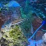 Aquarium Juwel vision 180 curved full set Image 6
