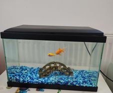 15Litre Fish tank