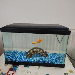 15Litre Fish tank