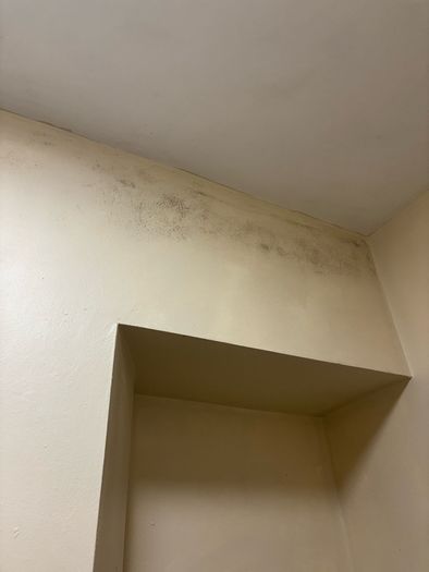 Mould Remover