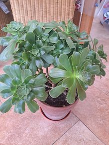 Aeonium Canariense succulent