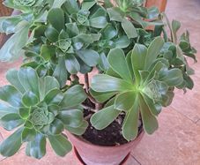 Aeonium Canariense succulent