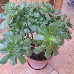 Aeonium Canariense succulent