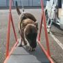 Dog Carpet Mill Self Propelled Treadmill Heavy Duty Professional Image 3