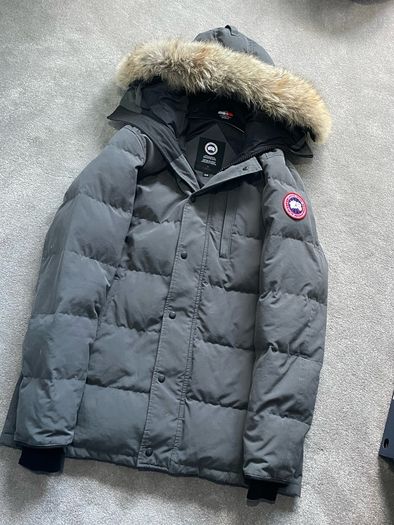 canada goose