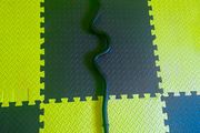Ez curl bar