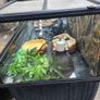lizard tank Image 9