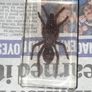 Beautiful Tarantula Encased in a Clear Resin Block Image 2