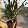 Aloe Vera Plant Image 5