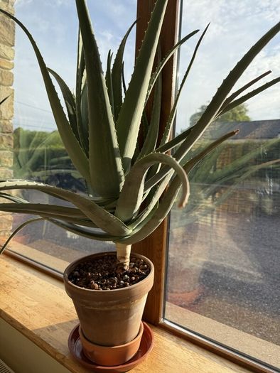 Aloe Vera Plant
