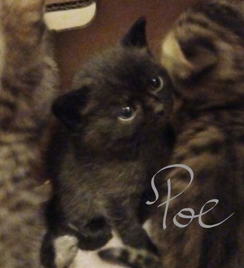 kitten