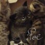 kitten Image 6