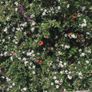plants Image 5