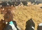 Dairy heifer calves