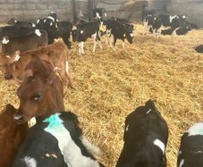 Dairy heifer calves