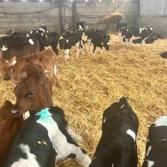 Dairy heifer calves