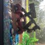 fish tank Image 3