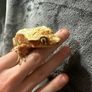 Crested gecko Image 6