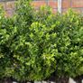 Boxwood Plants Image 3