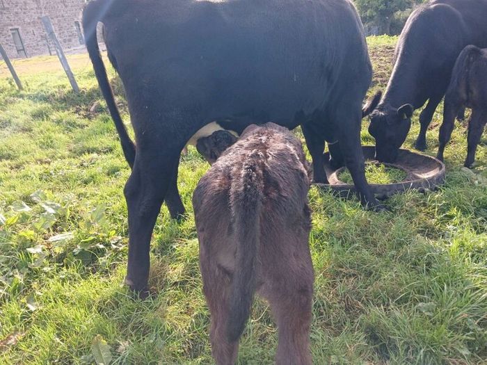 3 AA first calvers