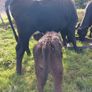 3 AA first calvers Image 2