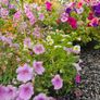 Large Hanging Baskets Image 9