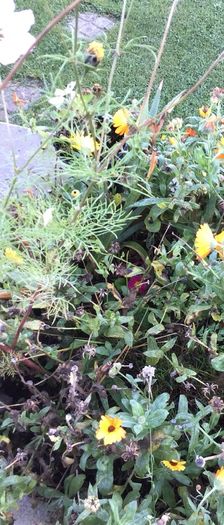 Euro3 for 250+ assorted Marigold seeds