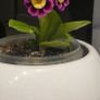 primula auricula Image 2