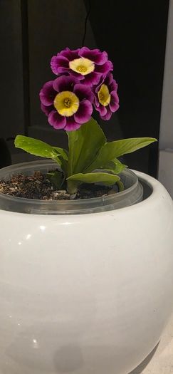 primula auricula