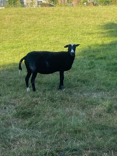 Zwartbles Ewes