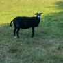Zwartbles Ewes Image 2