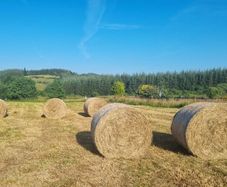 Round hay bales