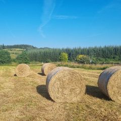 Round hay bales