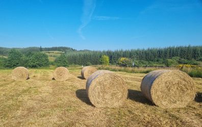 Round hay bales
