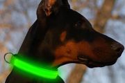 LED USB Glowing Dog Collar Rechargeable Luminous Collar Adjustable large Dog Night Light Collar Pet Safety Collar