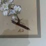 Botanical pastel drawing - framed Image 3