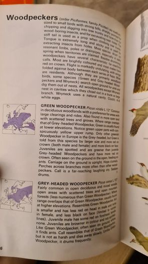 Birds Of Britain And Europe. The Hamlyn Guide. By Bertel Bruun. Illustrated By Arthur Singer. 516 Birds In Colour & 448 Maps. Paperback In FAIR CONDITION. 32..