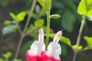 salvia hot lips