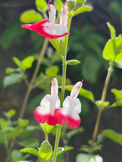 salvia hot lips