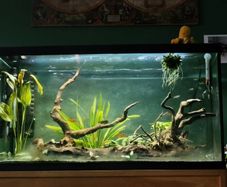 Fish tank 105L