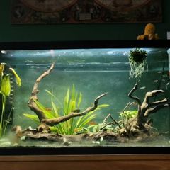 Fish tank 105L
