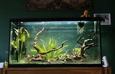Fish tank 105L