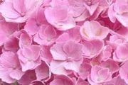 Hydrangea