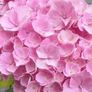 Hydrangea Image 2